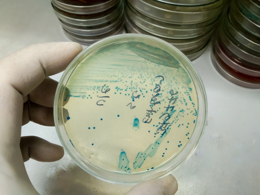 Review n.5: Innovative therapies in aquaculture