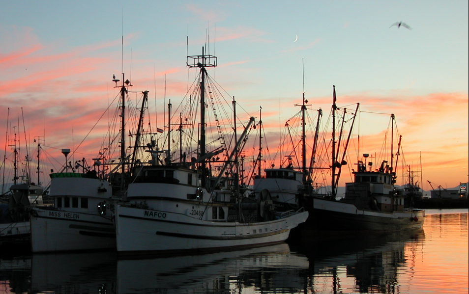 INNOVATIVE INVESTMENTS SECTOR OF FISHERY AND AQUACULTURE