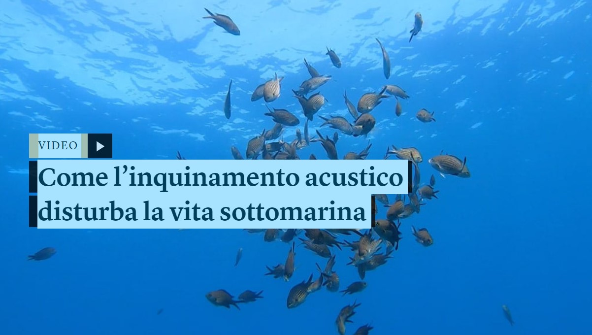 How noise pollution disturbs underwater life - L'Internazionale